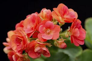 ai gerado kalanchoe blossfeldiana. ai gerado foto