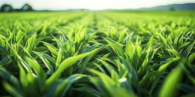 ai gerado campo do vibrante verde biocombustível plantações. ai gerado. foto