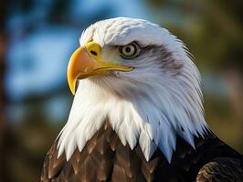 ai gerado americano Careca Águia dentro a natureza fundo foto