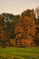 colorida outono folhas em a árvores outono dentro a luz do sol. panorama tiro natureza foto