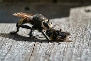 amarelo assassinato mosca ou amarelo ladrão mosca com uma abelha Como presa. a inseto foto