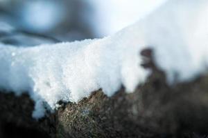 geada e neve em arbustos de floresta seca foto