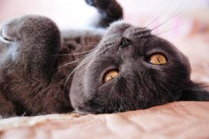 um gato cinza de raça britânica ou escocesa está deitado na cama foto
