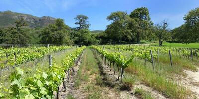 Vinhedo, groot constante vinho Estado, capa cidade, sul África foto