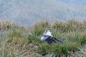 juvenil vagando albatroz, diomedea exulanos, príon ilha, sul geórgia foto