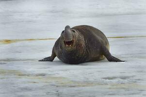 agressivo masculino sulista elefante selo, mirounga leonina, fortuna baía, sul Geórgia, sul geórgia e a sanduíche ilhas, Antártica foto