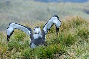 juvenil vagando albatroz, diomedea exulanos, príon ilha, sul geórgia foto