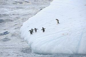 gentoo pinguim, pygoscelis papua, em uma flutuando iceberg, tanoeiro baía, sul Geórgia, sul geórgia e a sanduíche ilhas, Antártica foto