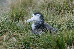 juvenil vagando albatroz, diomedea exulanos, príon ilha, sul geórgia foto