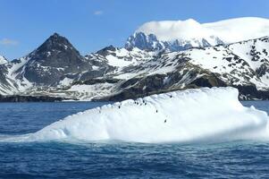 gentoo pinguins, pygoscelis papua, em uma flutuando iceberg, drygalski fiorde, sul Geórgia, sul geórgia e a sanduíche ilhas, Antártica foto