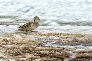 sul geórgia pintail, anas Geórgia Geórgia, rei Edward enseada, sul Geórgia, sul geórgia e a sanduíche ilhas, Antártica foto