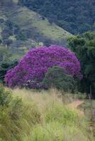 floração Rosa ipê árvore, tabebuia ipê, serra da canastra, minas gerais estado, Brasil foto