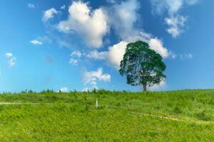 uma solteiro árvore ficou dentro a meio do uma campo com a céu dentro a fundo. foto