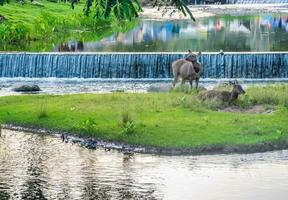 uma fêmea veado dentro a floresta foto