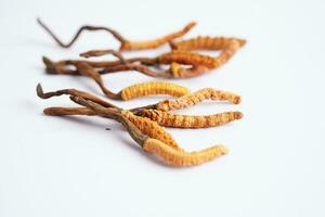 cordyceps sinensis ou ophiocordyceps sinensis isolado em branco fundo, cogumelo erva tratamento remédio. foto