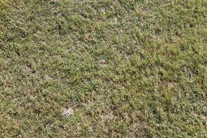 campo do fresco verde Relva textura Como fundo topo Visão foto