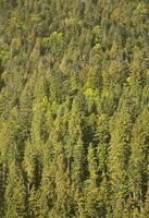 textura do uma montanha floresta com muitos verde árvores Visão a partir de Alto foto