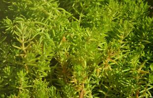 textura de um arbusto de uma planta verde, semelhante a algas subaquáticas foto