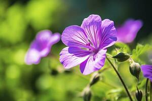 ai gerado gerânio Wilfordii flor. ai gerado foto