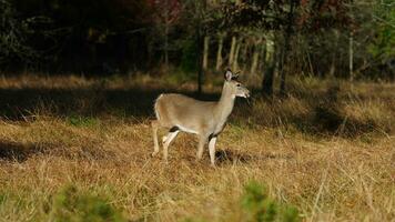 a fofa veado encarando às mim alerta dentro a outono floresta foto