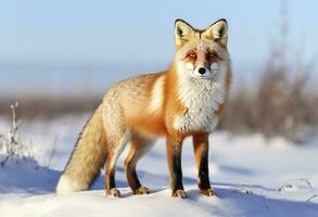 ai gerado vermelho Raposa em pé em neve. ai gerado. foto