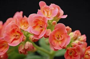 ai gerado kalanchoe blossfeldiana. ai gerado foto