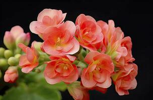 ai gerado kalanchoe blossfeldiana. ai gerado foto