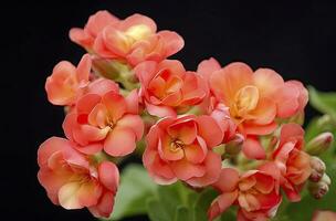 ai gerado kalanchoe blossfeldiana. ai gerado foto