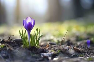 ai gerado Primavera roxa açafrão flor. ai gerado foto