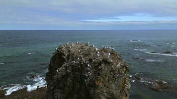 topo Visão do rochoso penhasco com gaivotas em marinha fundo. grampo. gaivotas sentar em topo do rochoso penhasco dentro mar. lindo rochoso penhasco em norte costa com gaivotas em fundo do mar horizonte foto