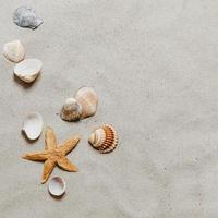 praia de conchas de estrelas do mar foto
