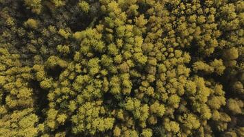 lindo outono floresta com amarelo e vermelho árvores, aéreo topo visualizar. grampo. lindo taiga floresta dentro outono temporada, conceito do natural Recursos e ecologia. foto