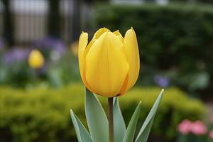 ai gerado amarelo tulipa dentro a jardim. ai gerado foto