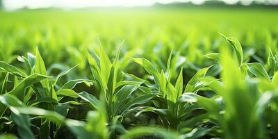 ai gerado campo do vibrante verde biocombustível plantações. ai gerado. foto