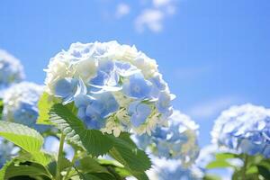 ai gerado azul francês hortênsia debaixo azul céu. ai gerado foto