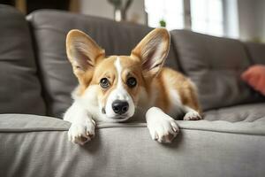 ai gerado lindo, inteligente, calma de raça pura corgi cachorro deitado em em sofá dentro vivo sala. generativo ai foto