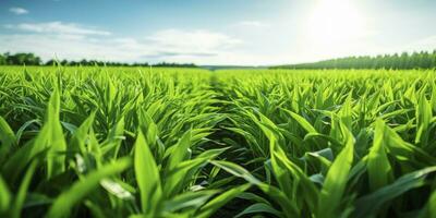 ai gerado campo do vibrante verde biocombustível plantações. ai gerado. foto