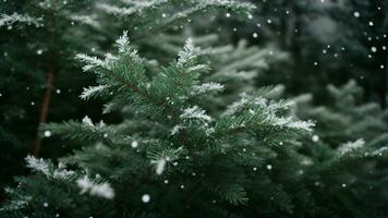 ai gerado retratar a delicado dança do flocos de neve assentamento em a agulhas do uma imponente perene. foto