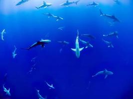 tubarões marinhos dentro do oceano