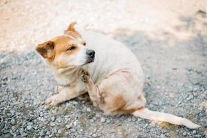 um cachorro tenta coçar a pele. foto