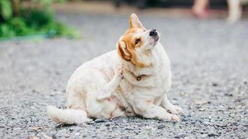 um cachorro tenta coçar a pele. foto