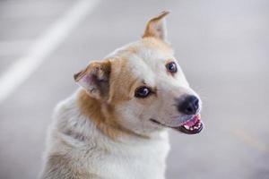 cachorro fofo em um dia de sol foto