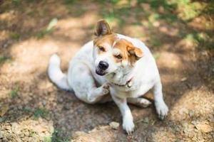 um cachorro tenta coçar a pele. foto