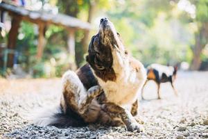 um cachorro tenta coçar a pele. foto