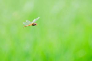 libélula pega no topo da grama, o que significa acalmar e relaxar. Imagem para um fundo verde natural. foto