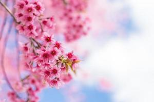 flor de sakura ou flor de cerejeira sob bluesky foto