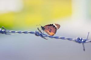 uma borboleta em arame farpado. um símbolo de liberdade na prisão foto