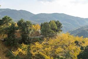 as folhas das árvores ginkgo na encosta ficam amarelas no outono foto