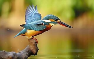 ai gerado a comum martinho pescatore zonas úmidas pássaro colori penas a partir de diferente pássaros. generativo ai foto