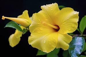 ai gerado fechar acima lindo amarelo hibisco flor. ai gerado foto